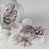 Natural pattern big scallop marine life Shell photo background props glass storage tank fish tank soft decoration