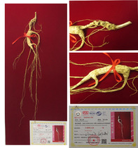 Zhongji Treasure National Inspection First-class Wild Ginseng Ginseng Gift Box Yellow Syndrome Forest under the Ginseng Wine Soup Nourishing