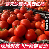 Fresh Xinjiang sand tomatoes Turpan eat big tomatoes Provence fresh vegetables 5kg Shunfeng