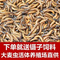 Barley worm live worm 500g live bread Zooxanthellum Mealworms Arowana feed Live starling thrush bird food bugs