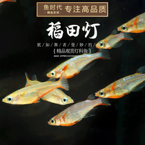 Fish era] Inada lamp Small tropical ornamental fish Seven colorful neon rice paddies Fish Grass Vat Group Tours Living
