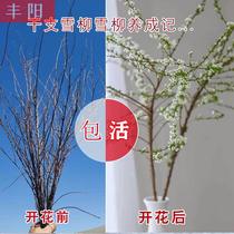 Snow-willow fresh branches Fresh cut flowers Snowflake Spice water bacon branches Branches Flower flower Water raising with water blooming dry branches flower