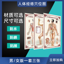 HD Structure of HD TCM Acupuncture Map of HD Acupuncture of HD Patient Patient Photography of HD