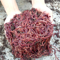 Black earthworms Big green earthworms Live stinky earthworms Earthworms Old earthworms Lower cage earthworms Big earthworms fishing eel