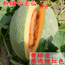 Xinjiang cantaloupe seed reticulated melon cantaloupe seed super sweet fruit southern spring vegetable seed seed seed