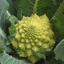 Pagoda cauliflower seeds Roman green tower cauliflower greens