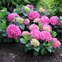 Endless summer hydrangea seedlings potted plants with buds balcony flowers green plants indoor flowers Four Seasons big fairy old pile