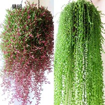 Hanging orchid succulent plants Zixuanyue lover tears Buddha beads flowers indoor balcony hanging big good potted plants