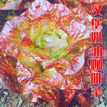 Burger cream lettuce seed seed coffee fragrant wheat vegetable seed purple leaf spring autumn Four Seasons balcony potted vegetable