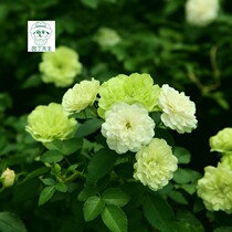 Miniature Moon Season Flowers Green Ice Moon Season Flowers Flowers Moon Season Rose Garden Patio Rose Garden Courtyard Balcony Potted Flowers Bull