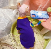 Cream is only hairy cat Svenx Devin short footed cat spring summer pure cotton rotattoo Elastic Pet Clothing