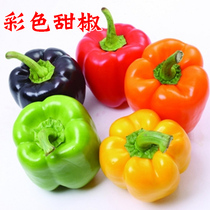 Colorful pepper seeds sweet peppers colorful Chili seedlings spring sowing vegetables balcony potted ornamental seedlings