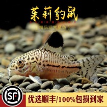 Jasmine BAO WEN rat Jolie leopard tropical imported pure breeder leigh pearl rat bottom shelter clean wipe cylinder tool rat fish