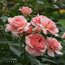 Heidis garden Boti Shirley upright rose strong and strong garden flower border plant potted flower seedlings