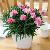  Carnation potted plants with buds Indoor balcony Good four seasons flower viewing plants blooming constantly large flower seedlings