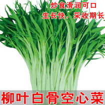 White bone white stem willow leaf spinach seed with root seedling Mud Hollow flower seed seed small leaf bamboo leaf vegetable species