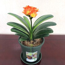 Color-leaf Clivia Clivia Clivia Potted Flower Round Head Monk Clivia Seedling Flower Green