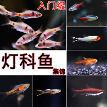Baolian Lantern Fish Fluorescent Light Traffic Light Fish Lantern Fish Fish Grass Tank Living Ornamental Fish Tropical Fish Spitfire Light Swimming Fish