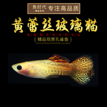 Fish era] Yellow lace glass transparent body boutique Peacock fish small eggs raw small fish to watch tropical fish