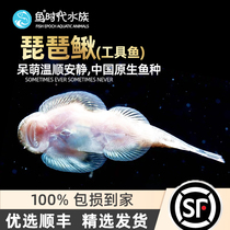 Fish Age] Fish Tank Cleaning Tool Fish Pipa Loach Suction Loach Fish Ornamental Fish Living Cold Water Native Fish