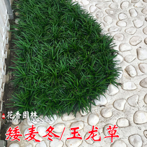 Dwarf wheat winter grass courtyard Yulong grass four seasons outdoor shade-resistant ground cover plant Authentic Japanese dwarf wheat winter grass lawn