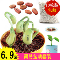 DIY desktop magic love crystal magic bean seed egg creative mini plant with lettering bean small potted