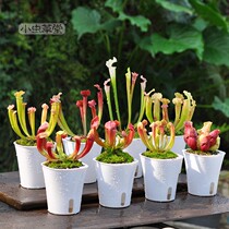 Sarracenia Collection 2 Combination Small Cordyceae Hall White Armor Charlson Judith Purple Carnivorous Plant Venus