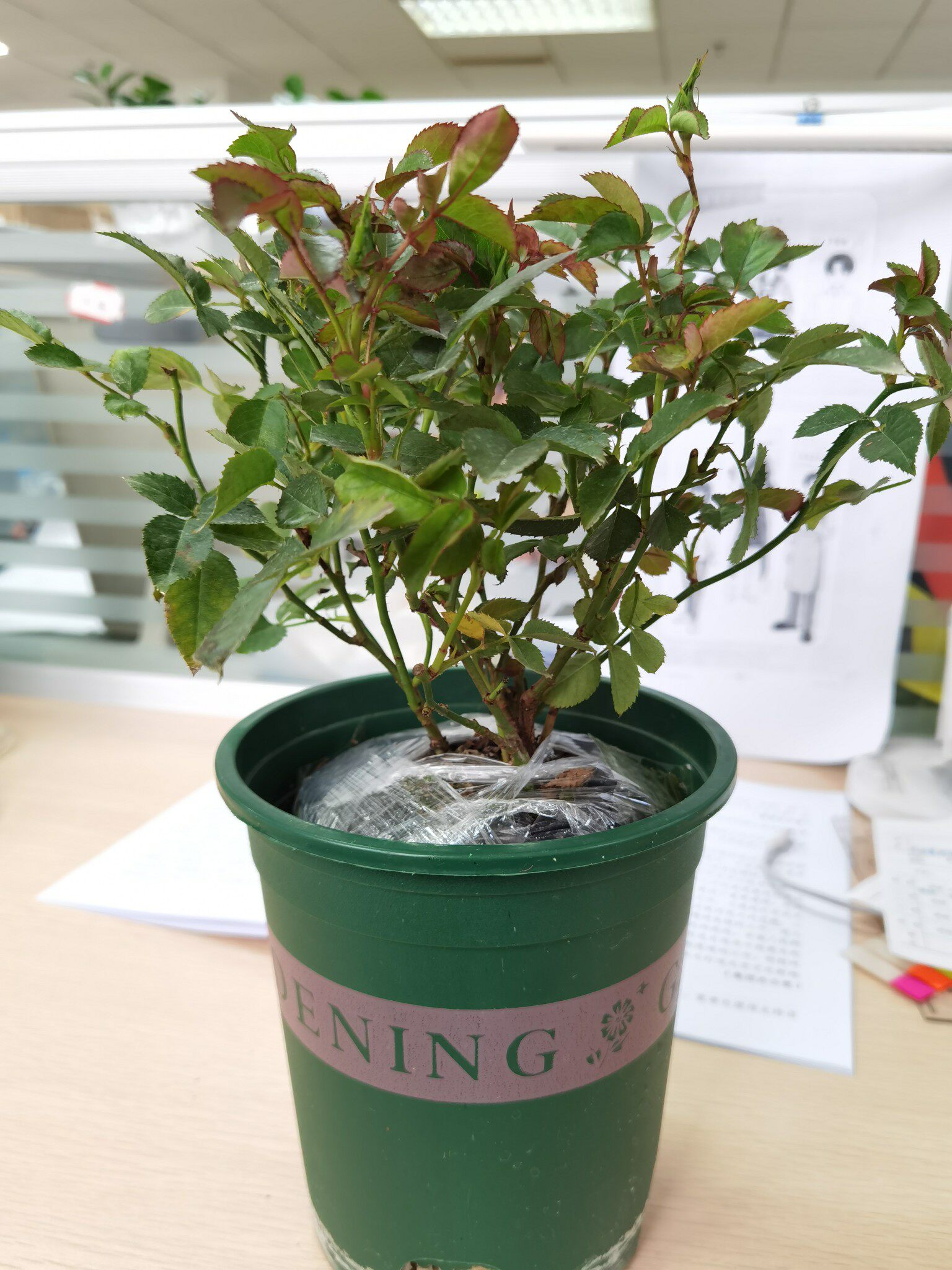 真实测评微月海神王花卉好不好呢？请问怎么样？内行分析实际情况