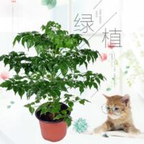 Potted plant Four Seasons Office Good raising bonsai purifying air suction of flowers and green plants