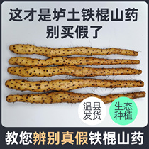Authentic Baotu iron stick yam Henan Jiaozuo Wenxian fresh 5 pounds of iron Huai Shan medicine Huai daily cooking pack