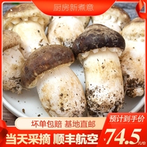 Fresh Agaricus blazei Murill Yunnan Stropharia Rugoso-annulata best red song rong jun non-dry 1000g SF Agaricus blazei Murill