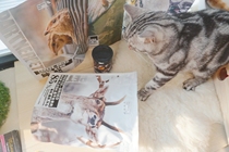 Flower Pig Family Pat Norr Freeze-dried Raw Bone Meat Cat Food Rabbit Meat Beef Salmon Deer Meat Freeze-dried Snack