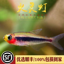 Fire Spirits Lamp South America Tukano Rare Native Fish Middle Upper Lamp Corfish Tropical Freshwater Ornamental Small Fish Living