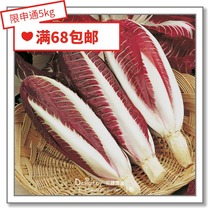 Flower edge pickle imported vegetable seeds * British TM*Red chicory * Loza 10 pieces