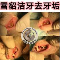 Chengdu local pet Ango Lumar Cher Ferret clean teeth to Tartar special shot link