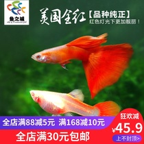 Guppies guppies live American all red guppies live Red guppies white seed purebred American all red