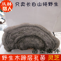 Wild wood hoof ganoderma lucidum ornaments horseshoe fungus modeling tree tongue wood hoof layer hole bacteria Dry goods Changbai Mountain natural