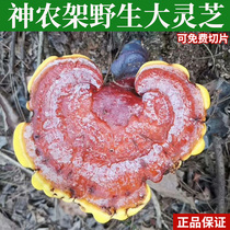 Wild Lingzhi God Farm Shelf Natural Red Lingzhi Whole Branch Bubble Wine Big Red Cheese Dry Goods Free Slice 500g