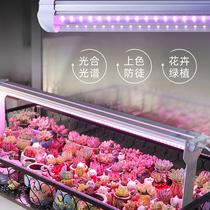 Fleshy fill light color full spectrum LED home nursery flower plant growth lamp Indoor imitation sun light
