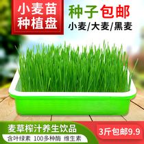 Wheat seed wheat straw planting plate barley seedling Hydroponic sprouts vegetable plate soilless cultivation Four Seasons rapeseed Rye