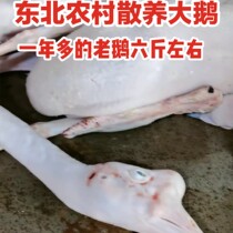 Northeast old goose farm free-range for more than a year Old goose soil goose Qiqihar white goose frozen whole about 6 pounds