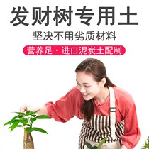 Wealth tree soil nutrition special soil breathable planting household seed wealth tree nutrient soil