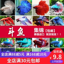 Douyu Betta live Betta live ecological bottle ponytail Betta half-moon Betta Lion King Betta live ornamental fish
