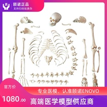 ENOVO Simulation human scale human skeleton bone model Skeleton specimen model Fine art Medical art