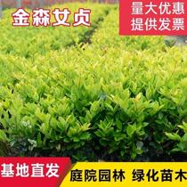 () The golden chasm sapiens dont fall in the leafy villa Courtyard Green Plant with a chill-resistant fence Miao virginity