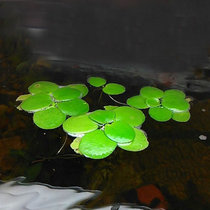 Fish Grass Vat Water Grass Freshwater Fish Tank Duckweed Plant One Leaf Lotus Turtle Vat Water Grass Plant Duckweed Hearts Float Grass Water Purification