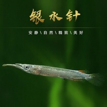 Rare fish Upper fish Platinum silver water needle fish Silver needle fish Mini sturgeon Small grass tank Tropical ornamental fish Live