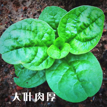 Big-leaf agaricum seed seed round leaf tofu Vine vegetable Vine green vegetable balcony potted four seasons vegetable autumn vegetable seedling