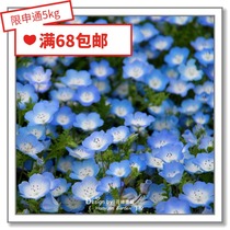 Flower edge Pickles imported flower seeds * Japanese TAKII * forest grass * Black Penny blizzard 5.10
