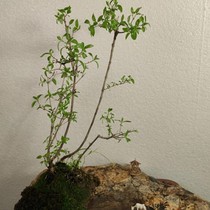 Taihang stone bonsai